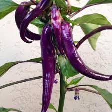 Check spelling or type a new query. Hot Pepper Seeds Cayenne Purple Vegetable Seeds In Packets Bulk Eden Brothers