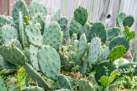 The fruit can be scooped from the skins, strained and cooked with sugar to make. Prickly Pear Cactus Plant Care Growing Guide