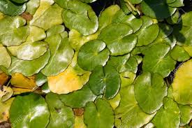 Image result for Menyanthaceae