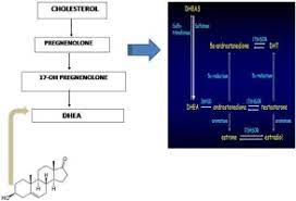 Pharmacological Activities Of Dehydroepiandrosterone A Review Sciencedirect