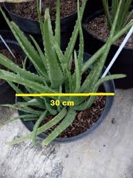 Jul 07, 2017 · 8 cara menanam lidah buaya di rumah (teknik mudah) lidah buaya atau dalam nama latinnya 'aloe vera' ini memiliki banyak manfaat yang di antaranya dapat dijadikan alternatif obat mag, penyembuh luka, luka bakar, herpes (dompo), ketombe, dan sebagainya. Cara Menanam Lidah Buaya Langkah Yang 99 Bisa Hidup