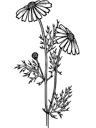 Her hands are messed up, but my assignment was late. Printable Daisy Coloring Page For Both Aldults And Kids