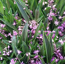 Image result for Ledebouria Unidentified sp. no5.