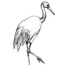 Coloring pages crane will help you get to know this beautiful, proud, intelligent bird better. Crane Bird Netart
