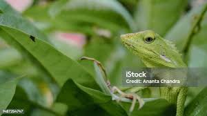 Image result for Urochloa jubata