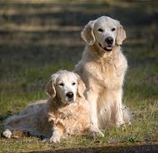 Our precious golden's we have a variety of golden coated litters throughout the year, from light to dark red. Golden Retrievers 10 Fun Facts About The Iconic Scottish Sporting Dogs