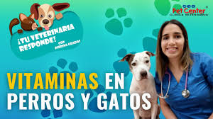 We did not find results for: Dia Del Veterinario Cinco Consejos Utiles Para El Cuidado De Nuestra Mascota Pierina Grados Tu Veterinaria Responde Perros Gatos Vida Peru21