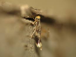 Image result for Stigmella floslactella