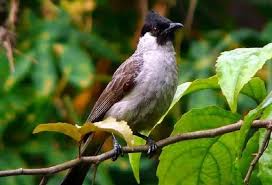 Burung trucukan memiliki suara kicau yang hampir sama dengan burung cucak rowo. Download Suara Burung Kutilang Emas Ribut Untuk Pikat Mp3