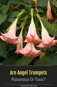 Pin On Garden Ideas Tips