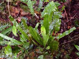 Image result for Loxogramme