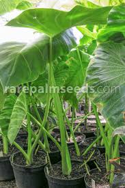 Image result for Remusatia