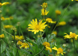 Image result for Euryops chrysanthemoides