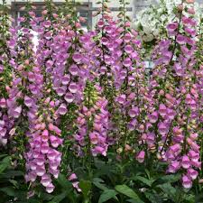 Pin On Digitalis