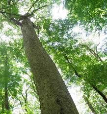 Did you scroll all this way to get facts about shade trees? Hike To The Tallest Tree In The Great Smoky Mountains National Park