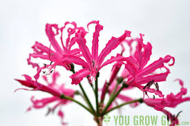 Image result for Nerine