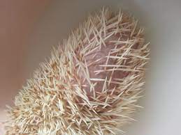 Poor Little Dolly African Pygmy Hedgehog Rescued By Forever Hogs Had Lots Of Bald Patches Now In Her Forever Home A Little Dolly Pygmy Hedgehog Bald Patches