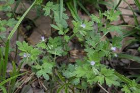 Image result for Hydrophyllaceae