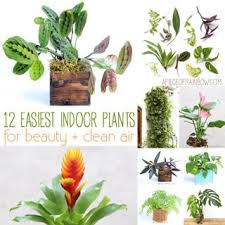Foliage comes in a variety of colors including, plain green, speckled, blotched and even variegated types. 12 Best Air Purifying Indoor Plants You Won T Kill A Piece Of Rainbow