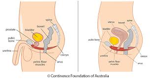 pelvic floor muscles the facts continence foundation of