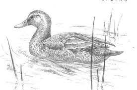 Gallery For Mallard Duck Sketch Bird Pencil Drawing Bird Drawings Animal Drawings