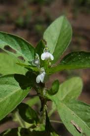 Image result for Justicia exigua