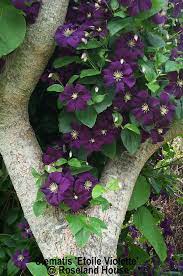 We love providing beautiful arrangements roseland flower in pearland, texas delivers fresh flowers to those you care about in the following. Roseland House Nursery Rare Plant Fair