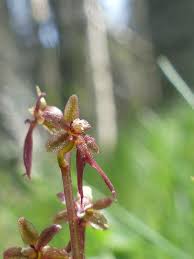 Image result for Nesaea cordata