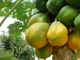 Caribfruits Papaye Fruits Des Antilles Papaye Fruit Fruits Tropicaux Papaye
