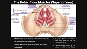 The levator ani muscle has a linear origin from the pelvic outermost layer of the body of pubis, a tendinous arch of obturator fascia, and the. The Pelvic Floor Muscles Part 1 Basic Anatomy Youtube