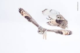 93 Of The Best Wildlife Photos Of 2018 Warning Some Images May Be Too Brutal