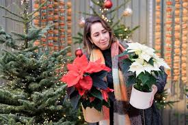 Image result for Pycnostachys reticulata