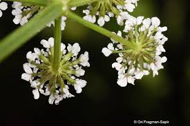 Image result for Oenanthe mildbraedii