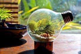 Selain lebih praktis dari pada tanaman hias dalam pot atau vas, terrarium juga memiliki daya tarik tersendiri. 7 Alasan Kenapa Punya Terrarium Bisa Bikin Kamu Tambah Bahagia