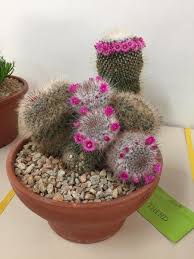 If you share our interest in these fascinating and unique quality improvement of cactus hybrids over the last years. Garden Societies Fair Plant Sale Perth