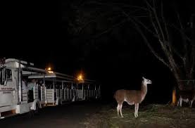 Jadwal pengiriman jne, jnt, sicepat, dan tiki selama libur lebaran 2021 ada yang buka & tutup. Taman Safari Bogor Tiket Masuk Info Wisata Juni 2021