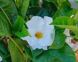 Image result for dipladenie žlutá obrázek