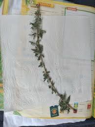 Image result for Polystachya leonardiana