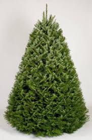 Maybe you would like to learn more about one of these? 7 Best Christmas Tree Delivery Services Real Christmas Tree Delivery And Set Up