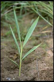 Image result for Siphonochilus aethiopicus