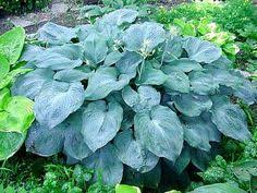 We'll help you get outside in the fresh air by continuing to supply your gardening and landscape needs. 430 Plant Palette And Cultivar Selection Ideas In 2021 Plants Shrubs Monrovia Plants