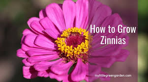 How tall do zinnia get? How To Grow Zinnias My Little Green Garden