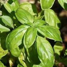 Herb Identification Identifying Fresh Herbs