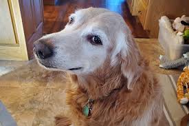 Therefore one pixel is equal to 1 px = 25.4 mm / 96 1 px = 0.26458333 mm. The 10 Most Popular Dog Breeds In America