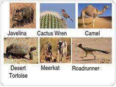 47 Best Desert Biome Images Desert Biome Desert Animals