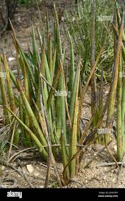 Image result for Sansevieria pearsonii
