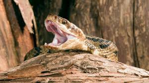 The venomous species include five pit vipers (eastern diamondback rattlesnake, timber rattlesnake, pygmy rattlesnake, copperhead, and cottonmouth) and the coral snake. Florida Man Faces Charges After Being Bitten Attempting To Kiss Venomous Snake Abc News
