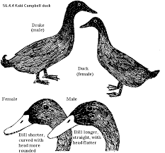 Of course, there is always that one exception to the rule. Duck Breeds Pekin Muscovy Indian Haki Campbell