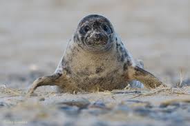 Wale werden in zwei arten unterteilt. Kegelrobben Und Seehunde Von Jan Goedelt Naturfotos Auf Natur Linse De