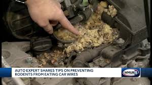 How to stop rodents from chewing car wires. Auto Experts Share Tips On Preventing Rodents From Eating Car Wires Youtube